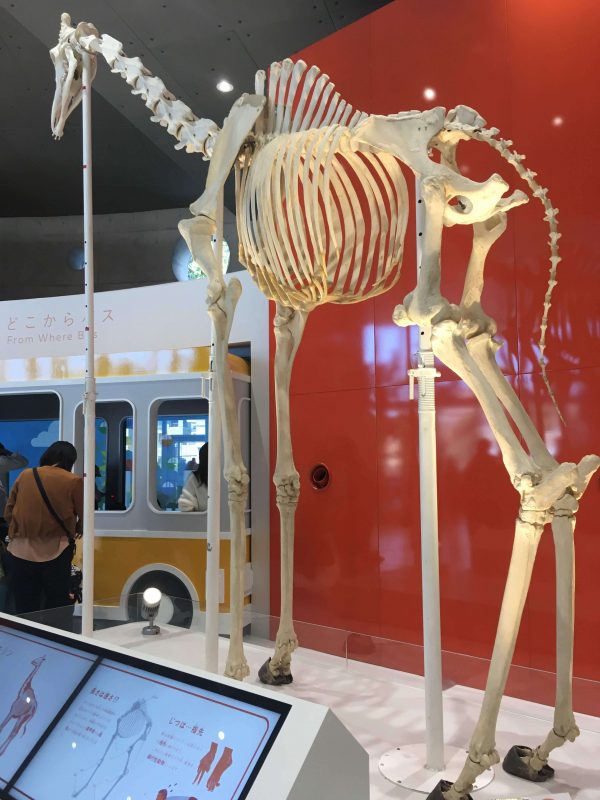 キリンの骨格標本
